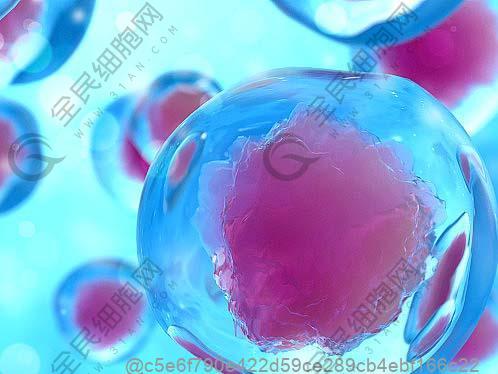 打干細(xì)胞15天后可以吃什么水果？無(wú)禁忌水果?